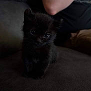 Eddie joined the competition — help win amazing prizes! kitten, black_cat, cute, pet, animal, feline, indoor, couch, fur, whiskers, eyes, small, young, domestic_cat, mammal, sitting, curious, soft, fuzzy, companion