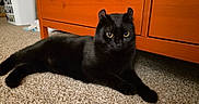 Eddie is registered to the contest to win money with this photo: black_cat, cat, pet, animal, indoor, carpet, furniture, dresser, orange_wood, yellow_eyes, curious, relaxed, laying_down, ears_up, home, cozy, domestic_cat, close_up, feline, mammal