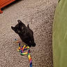 Eddie is registered to the contest to win money with this photo: black_cat, kitten, carpet, indoor, toy, ribbon, colorful, curious, pet, animal, feline, playful, wide_eyes, floor, orange_furniture, green_couch, young, domestic_cat, cute, small
