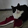 cat, tuxedo_cat, red_sneakers, carpet, indoor, pet, animal, curious, black_and_white, footwear, floor, cozy, cute, domestic, resting, paws, looking_up, nose, whiskers, ears