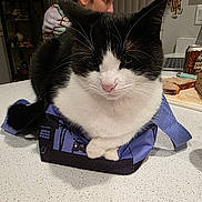 Mochi is registered to the contest to win money with this photo: cat, black_and_white, feline, pet, animal, sitting, indoor, kitchen, counter, bag, human, man, beverage_can, bread, food, furniture, appliance, whiskers, portrait, domestic