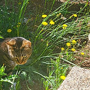 Ginger is registered to the contest to win money with this photo: cat, tabby_cat, dandelion, flower, greenery, garden, outdoor, sunlight, plant, nature, grass, fence, curious, animal, pet, whiskers, concrete, ground, yellow, flora