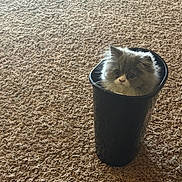 Stormy joined the competition — help win amazing prizes! cat, kitten, fluffy, long_hair, gray_and_white, pet, animal, face, whiskers, ears, eyes, sitting, inside_container, wastebasket, black_bin, carpet, indoors, home, portrait, cute