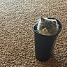 cat, kitten, fluffy, long_hair, gray_and_white, pet, animal, face, whiskers, ears, eyes, sitting, inside_container, wastebasket, black_bin, carpet, indoors, home, portrait, cute