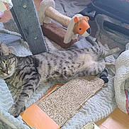 Violette a rejoint le concours — aidez-le/la à gagner de superbes lots ! cat, tabby, stretching, scratching_post, toy, lion_toy, blanket, indoor, pet, relaxed, feline, floor, carpet, cozy, resting, animal, striped, playful, home, comfort