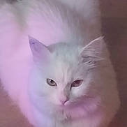 Athèna participe au concours pour gagner de l'argent avec cette photo : cat, white_cat, fluffy, heterochromia, indoor, pet, animal, feline, sitting, calm, soft_lighting, pink_light, purple_light, floor, fur, cute, portrait, looking, domestic_cat, whiskers
