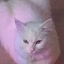 cat, white_cat, fluffy, heterochromia, indoor, pet, animal, feline, sitting, calm, soft_lighting, pink_light, purple_light, floor, fur, cute, portrait, looking, domestic_cat, whiskers