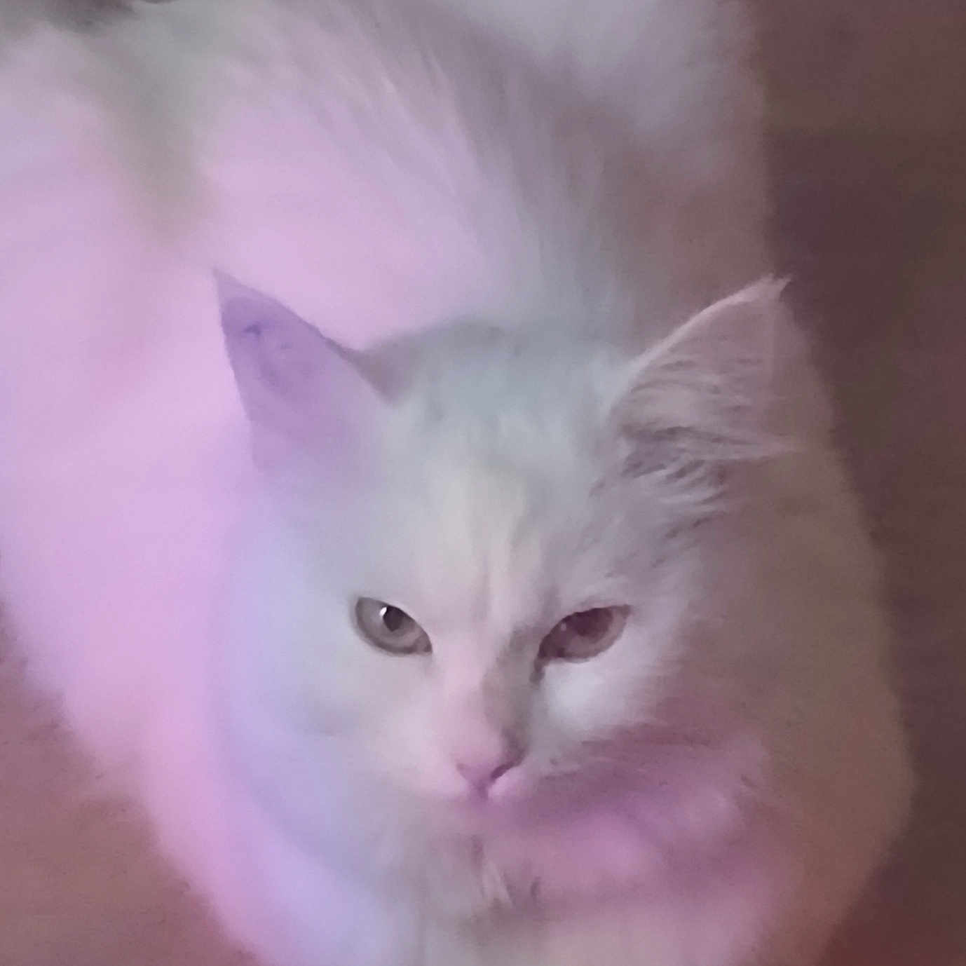 Athèna participe au concours pour gagner de l'argent avec cette photo : animal, calm, cat, cute, domestic_cat, feline, floor, fluffy, fur, heterochromia, indoor, looking, pet, pink_light, portrait, purple_light, sitting, soft_lighting, whiskers, white_cat