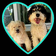 Archie And Petunia joined the competition — help win amazing prizes! dog, fluffy_dog, curly_fur, small_dog, happy_dog, panting, smiling, heart_shape, turquoise_frame, pet, porch, window, glass_door, outdoor, cute, animal, companion, friendship, two_dogs, furry