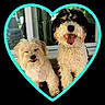 dog, fluffy_dog, curly_fur, small_dog, happy_dog, panting, smiling, heart_shape, turquoise_frame, pet, porch, window, glass_door, outdoor, cute, animal, companion, friendship, two_dogs, furry