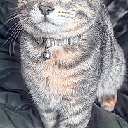 Ruger joined the competition — help win amazing prizes! cat, tabby, pet, feline, collar, bell, whiskers, fur, eyes, paws, animal, cute, domestic, walking, closeup, portrait, indoor, striped, gray, confident