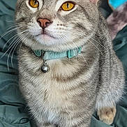 Ruger is registered to the contest to win money with this photo: amber_eyes, bedding, bell, cat, close_up, collar, curious, domestic_cat, ears, feline, fur, indoor, paw, pet, portrait, sitting, soft_texture, stripes, tabby_cat, whiskers