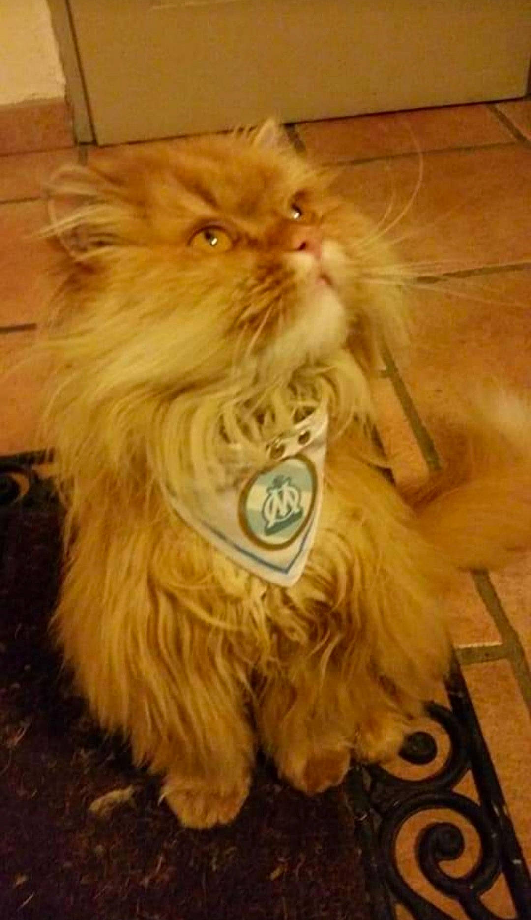 Méfi participe au concours pour gagner de l'argent avec cette photo : beard, british_longhair, carnivore, cat, fawn, felidae, flooring, fur, hair, hardwood, liver, persian, ragdoll, small_to_medium_sized_cats, snout, tail, terrestrial_animal, whiskers, wood, working_animal