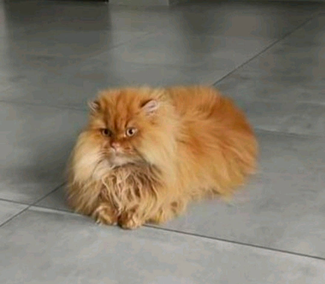 Méfi participe au concours pour gagner de l'argent avec cette photo : canidae, carnivore, cat, companion_dog, dog_breed, fawn, felidae, flooring, fur, hardwood, liver, persian, sitting, small_to_medium_sized_cats, snout, tail, terrestrial_animal, whiskers, wildlife, wood