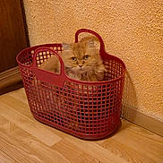 Méfi participe au concours pour gagner de l'argent avec cette photo : cat, orange_cat, fluffy, pet, basket, plastic_basket, indoor, wooden_floor, textured_wall, curious, sitting, animal, cute, household, container, feline, looking, domestic, cozy, closeup