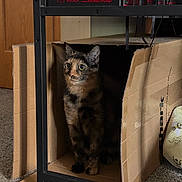 Miss Pb is registered to the contest to win money with this photo: cat, tortoiseshell, cardboard_box, indoor, carpet, shelf, books, curious, pet, animal, feline, sitting, wide_eyes, cozy, home, box, looking, furniture, brown, black