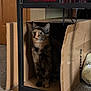 cat, tortoiseshell, cardboard_box, indoor, carpet, shelf, books, curious, pet, animal, feline, sitting, wide_eyes, cozy, home, box, looking, furniture, brown, black