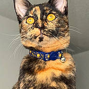 Mona Lisa is registered to the contest to win money with this photo: animal, bell, calico, cat, close_up, collar, curious, domestic_cat, ears, feline, fur, indoor, looking_up, macro, pet, portrait, tortoiseshell, vibrant_colors, whiskers, yellow_eyes