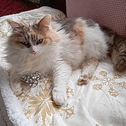 Kiara a rejoint le concours — aidez-le/la à gagner de superbes lots ! cat, fluffy, white, orange, gray, blanket, patterned_blanket, couch, pillow, indoor, relaxed, pet, animal, fur, paw, resting, cozy, soft, home, feline