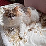 cat, fluffy, white, orange, gray, blanket, patterned_blanket, couch, pillow, indoor, relaxed, pet, animal, fur, paw, resting, cozy, soft, home, feline
