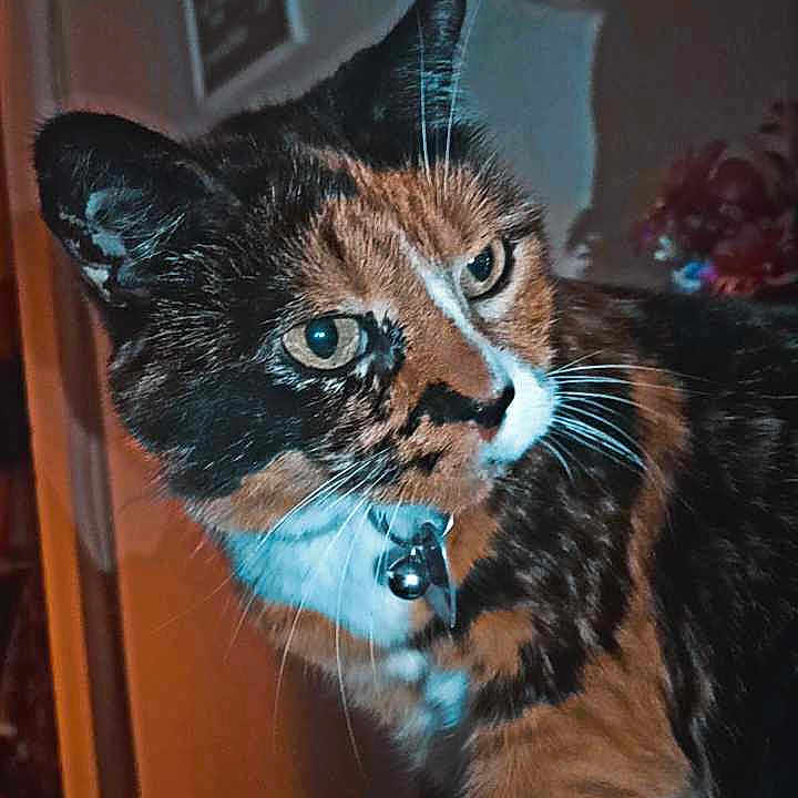 Angel