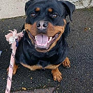 Vakia participe au concours pour gagner de l'argent avec cette photo : dog, rottweiler, black_and_tan, pet, canine, sitting, smiling, happy, open_mouth, tongue, leash, pink_leash, outdoor, pavement, asphalt, sidewalk, concrete, metal_grate, portrait, daylight