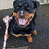 dog, rottweiler, black_and_tan, pet, canine, sitting, smiling, happy, open_mouth, tongue, leash, pink_leash, outdoor, pavement, asphalt, sidewalk, concrete, metal_grate, portrait, daylight