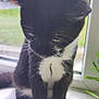 Domino is registered to the contest to win money with this photo: kitten, cat, black_and_white, windowsill, plant, greenery, indoor, young_animal, fur, whiskers, paws, animal, pet, cute, small, looking_down, window, nature_outside, domestic_cat, feline