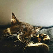 Domino joined the competition — help win amazing prizes! cat, sleeping, paw, whiskers, close_up, feline, fur, nap, cozy, relaxed, indoor, pet, animal, cute, soft_light, peaceful, resting, muzzle, ears, bed
