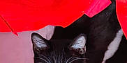 Domino joined the competition — help win amazing prizes! cat, black_and_white, pet, animal, indoor, shopping_bag, red, curious, whiskers, ears, floor, playful, kitten, wide_eyes, looking_up, feline, domestic, cute, young, closeup