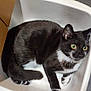 Domino is registered to the contest to win money with this photo: cat, black_and_white, container, plastic, floor, tile, yellow_eyes, pet, animal, indoor, curious, sitting, feline, whiskers, ears, tail, paw, domestic, looking, closeup