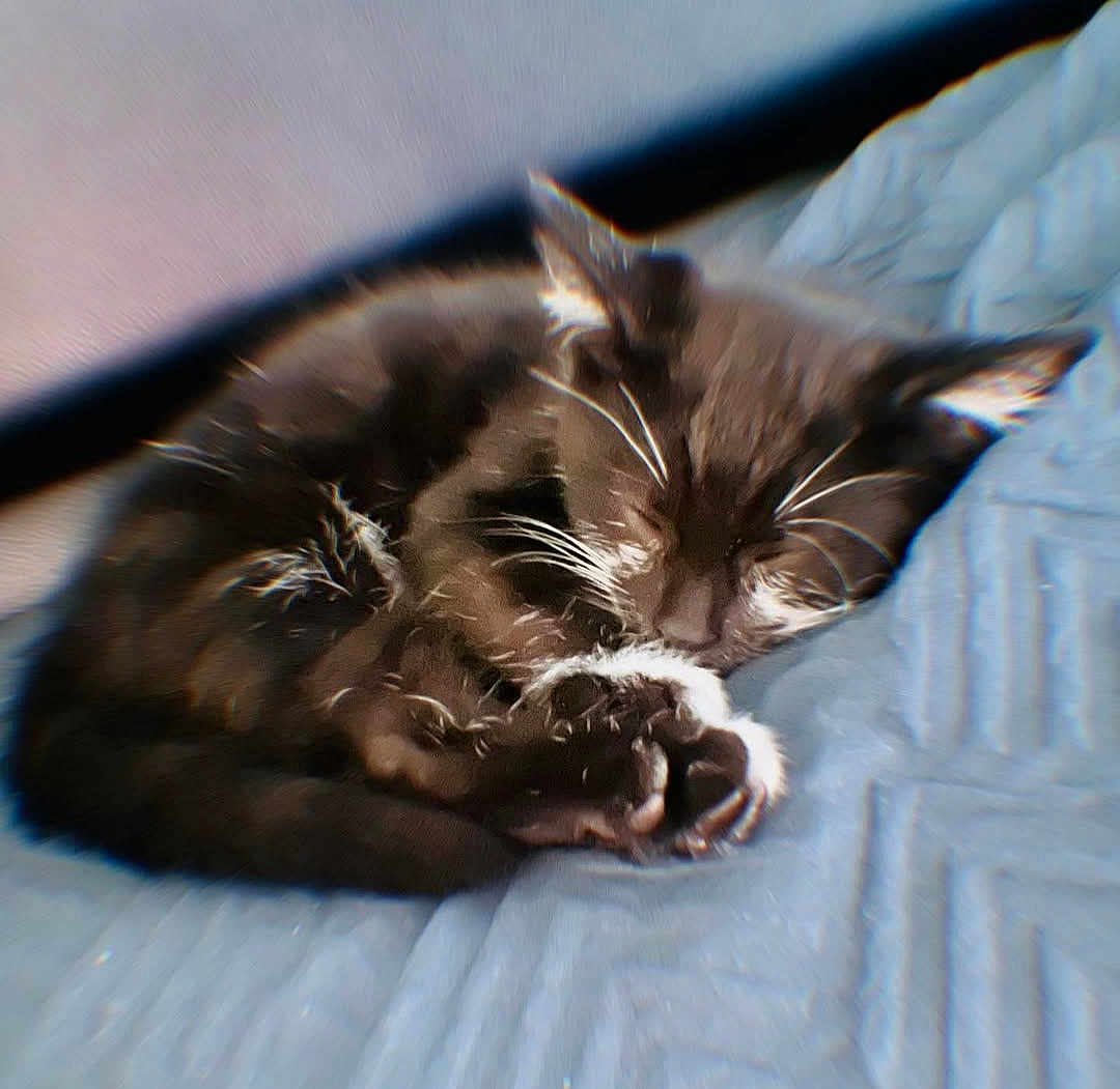 Domino