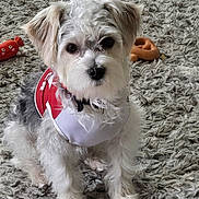 Merci is registered to the contest to win money with this photo: animal, carpet, companion, curly_fur, cute, dog, domestic, fluffy, fur, indoor, looking_at_camera, pet, playful, portrait, red_clothing, sitting, small_dog, stuffed_toy, toy, white_fur