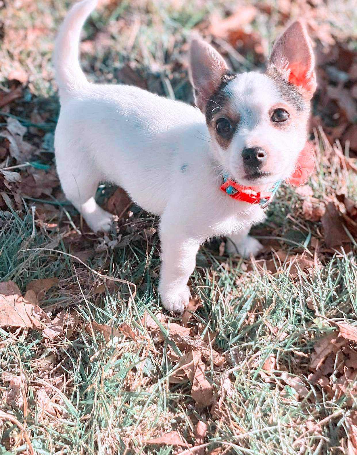 Ellie-mae joined the competition — help win amazing prizes! canidae, carmine, carnivore, companion_dog, dog, dog_breed, fawn, fur, grass, non_sporting_group, plant, snout, soil, sporting_group, tail, terrestrial_animal, terrier, toy_dog, whiskers, wildlife