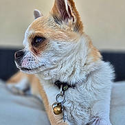 Tex participe au concours pour gagner de l'argent avec cette photo : animal, bell, chihuahua, close_up, collar, cute, dog, domestic_animal, fluffy, fur, indoor, key, pet, portrait, relaxed, resting, side_view, small_dog, tan_fur, white_fur