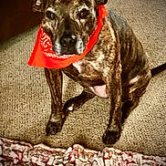 Brembo joined the competition — help win amazing prizes! animal, bandana, brindle, canine, carpet, companion, cute, dog, domestic, ears, friendly, fur, indoor, looking, orange, pet, portrait, rug, sitting, snout