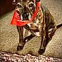 animal, bandana, brindle, canine, carpet, companion, cute, dog, domestic, ears, friendly, fur, indoor, looking, orange, pet, portrait, rug, sitting, snout