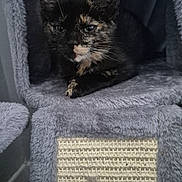 Ivy is registered to the contest to win money with this photo: cat, kitten, tortoiseshell, feline, pet, cozy, indoor, cat_tree, gray, fur, whiskers, ears, resting, cute, animal, domestic, scratching_post, cubby, soft, relaxed