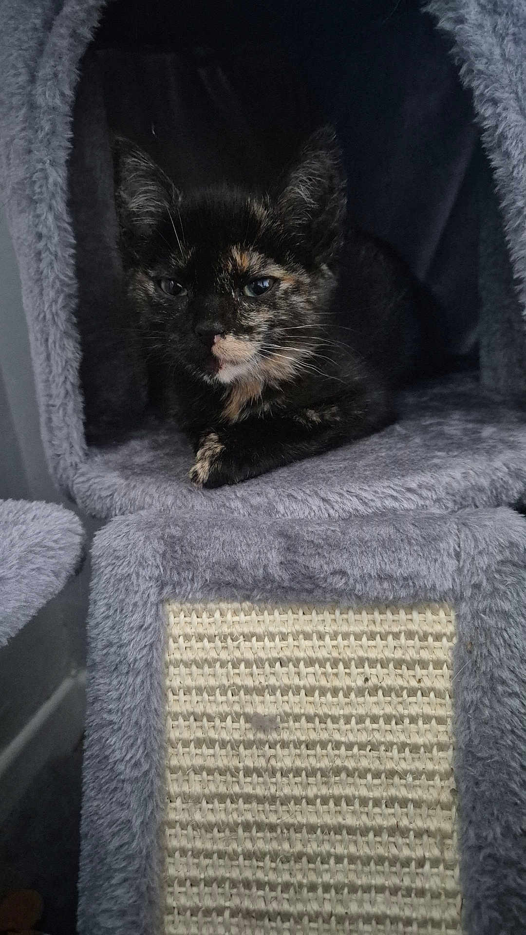 Ivy is registered to the contest to win money with this photo: cat, kitten, tortoiseshell, feline, pet, cozy, indoor, cat_tree, gray, fur, whiskers, ears, resting, cute, animal, domestic, scratching_post, cubby, soft, relaxed