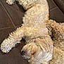 Smoars joined the competition — help win amazing prizes! dog, sleeping, brown_leather_couch, fluffy, curled_up, paw, nose, fur, pet, indoor, relaxed, cute, hair_clip, pink, close_up, animal, resting, cozy, companion, home