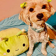 Smoars joined the competition — help win amazing prizes! dog, small_dog, bow, yellow_bow, plush_toy, green_plush, bed, blue_bedspread, pet, animal, cute, indoor, fur, collar, toy, smiling_face, soft_toy, ears, sitting, closeup