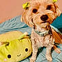 dog, small_dog, bow, yellow_bow, plush_toy, green_plush, bed, blue_bedspread, pet, animal, cute, indoor, fur, collar, toy, smiling_face, soft_toy, ears, sitting, closeup