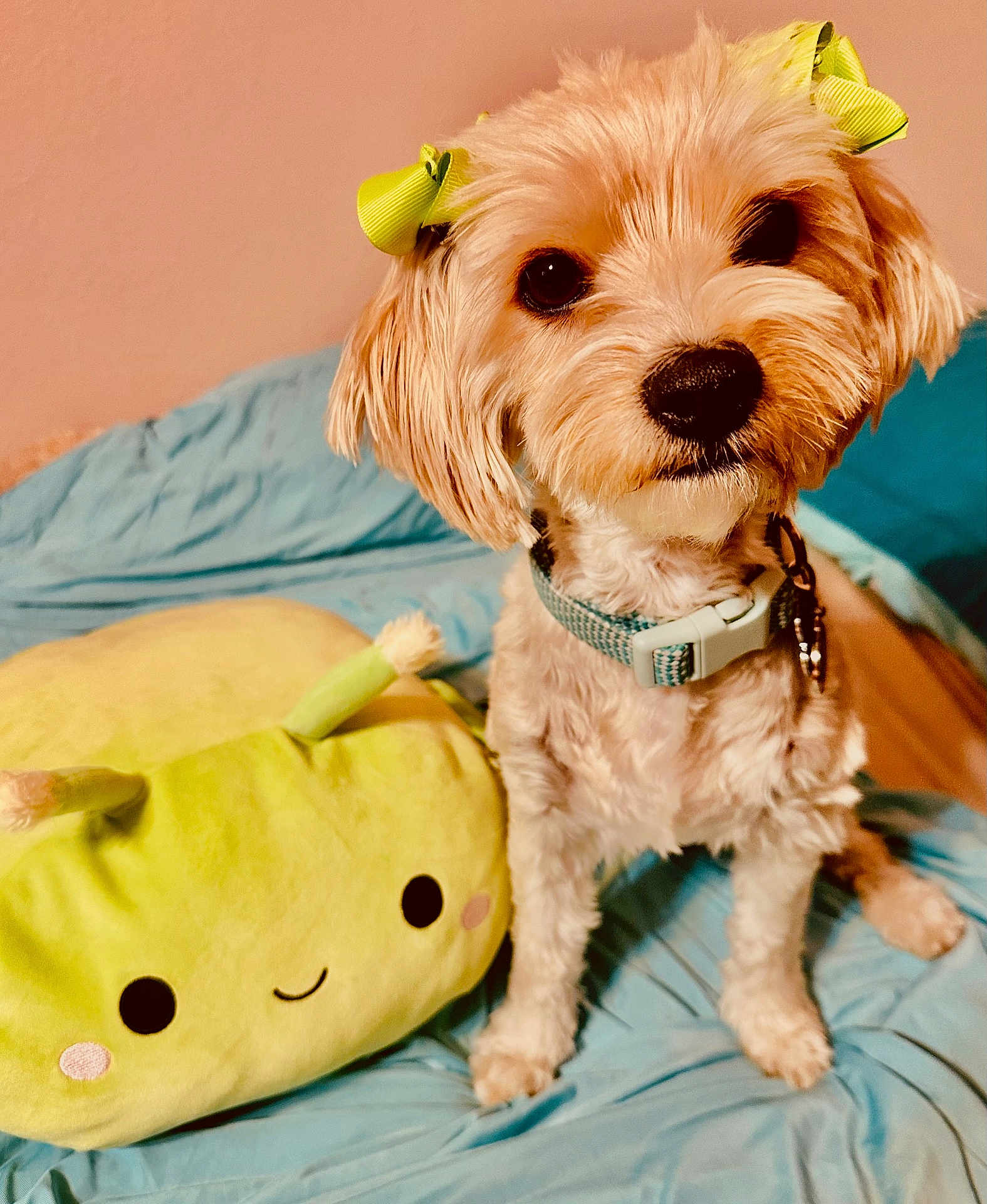 Smoars joined the competition — help win amazing prizes! dog, small_dog, bow, yellow_bow, plush_toy, green_plush, bed, blue_bedspread, pet, animal, cute, indoor, fur, collar, toy, smiling_face, soft_toy, ears, sitting, closeup