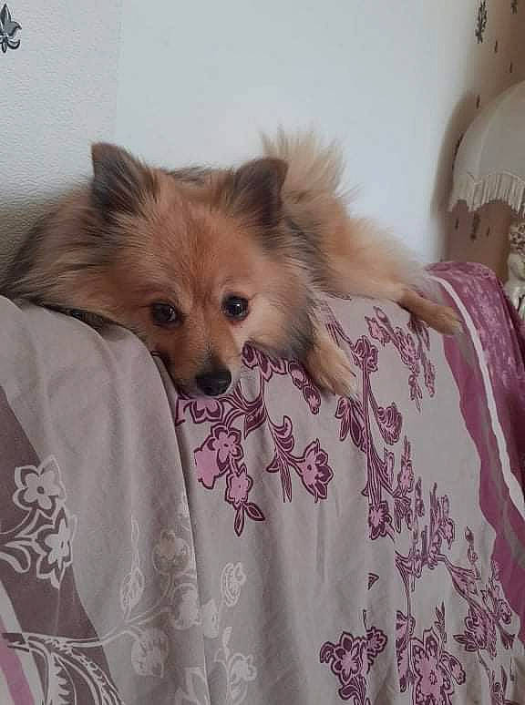 Princesse a rejoint le concours — aidez-le/la à gagner de superbes lots ! bed, blond, canidae, carnivore, companion_dog, dog, dog_breed, dog_supply, ear, eye, eyelash, fawn, fur, hair, head, liver, magenta, sleeve, toy_dog, whiskers