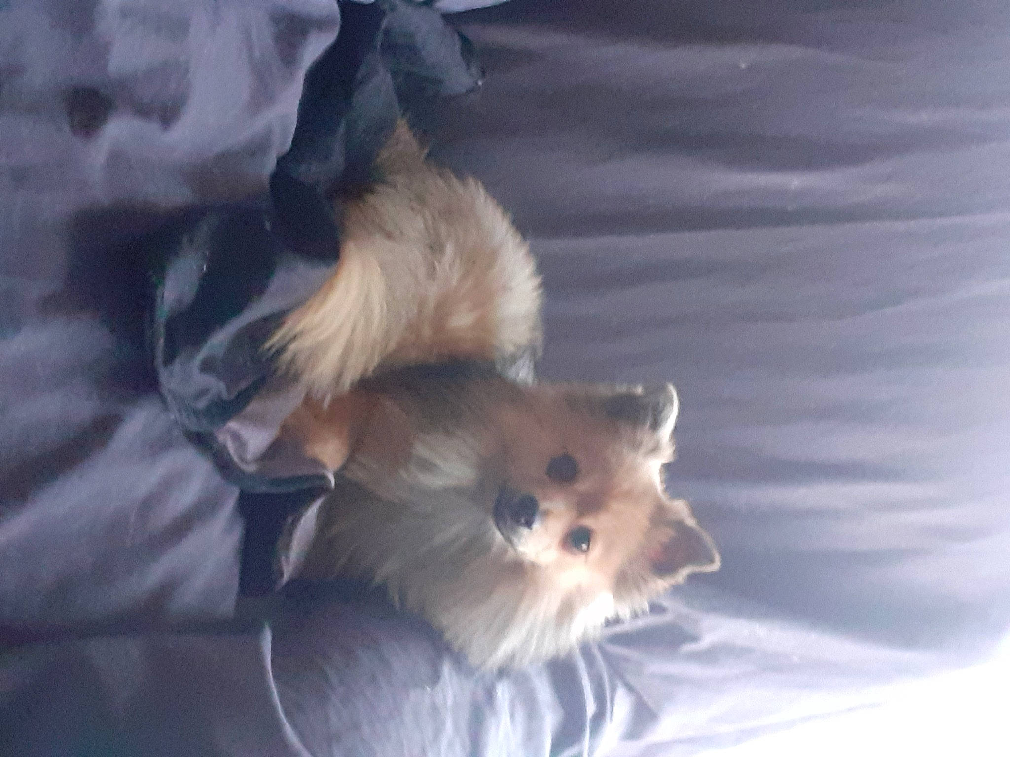 Princesse participe au concours pour gagner de l'argent avec cette photo : canidae, carnivore, cat, fawn, felidae, fur, kitten, pomeranian, small_to_medium_sized_cats, spitz, whiskers