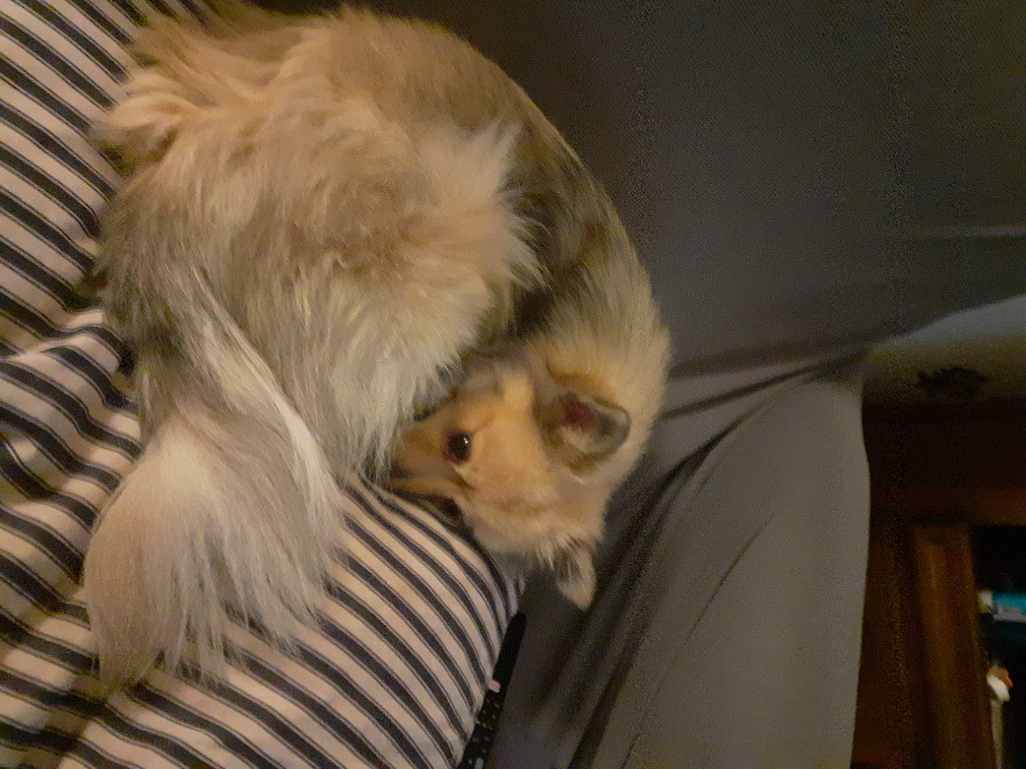 Princesse a rejoint le concours — aidez-le/la à gagner de superbes lots ! canidae, carnivore, companion_dog, dog, dog_breed, fawn, fur, sporting_group