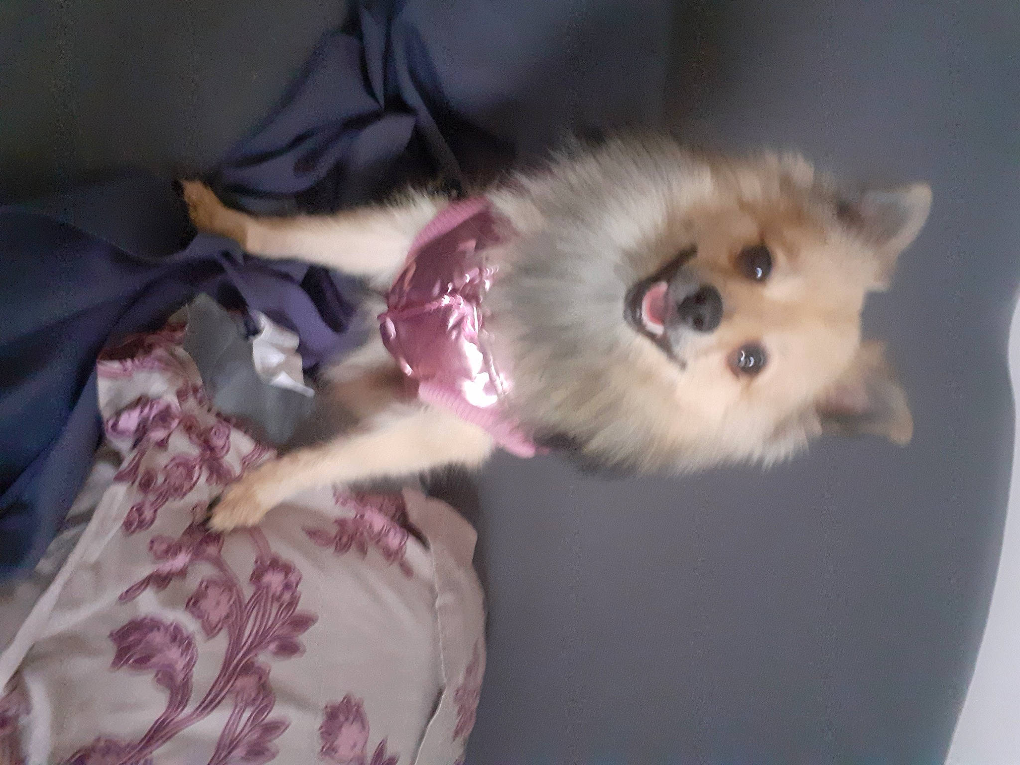 Princesse participe au concours pour gagner de l'argent avec cette photo : canidae, carnivore, companion_dog, dog, dog_breed, fawn, german_spitz, german_spitz_klein, german_spitz_mittel, mammal, non_sporting_group, pomeranian, puppy, spitz, sporting_group, toy_dog, volpino_italiano