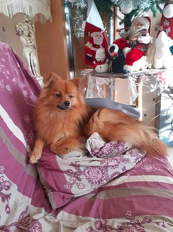 Phélya participe au concours pour gagner de l'argent avec cette photo : bed, carnivore, comfort, companion_dog, dog, dog_breed, dog_supply, event, fawn, fur, hat, liver, pink, pomeranian, purple, santa_claus, spitz, textile, toy, toy_dog