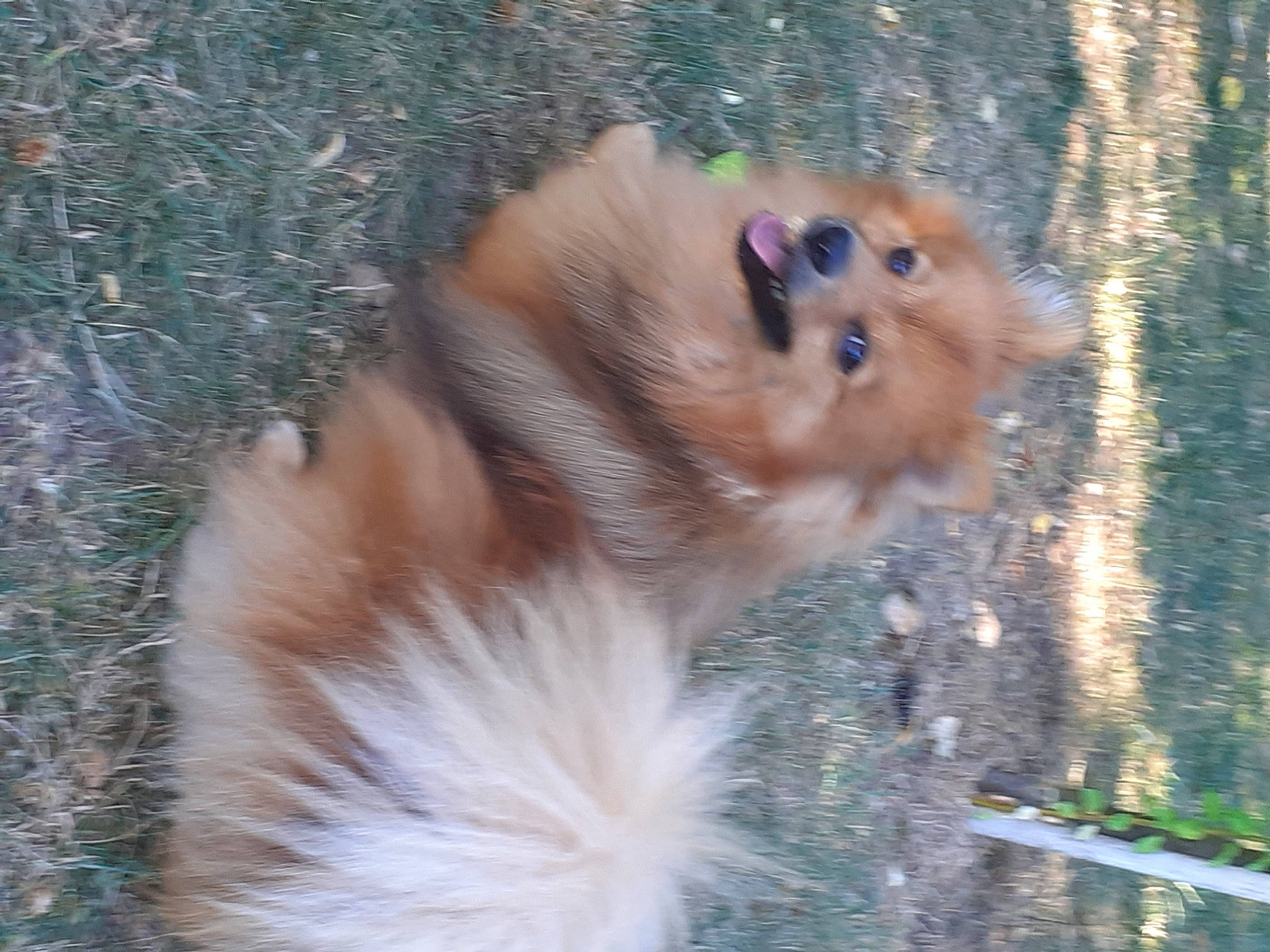 Phélya a rejoint le concours — aidez-le/la à gagner de superbes lots ! canidae, carnivore, companion_dog, dog, dog_breed, fawn, finnish_spitz, german_spitz, german_spitz_klein, german_spitz_mittel, mammal, non_sporting_group, pomeranian, spitz, sporting_group, tibetan_spaniel, toy_dog, vertebrate, volpino_italiano