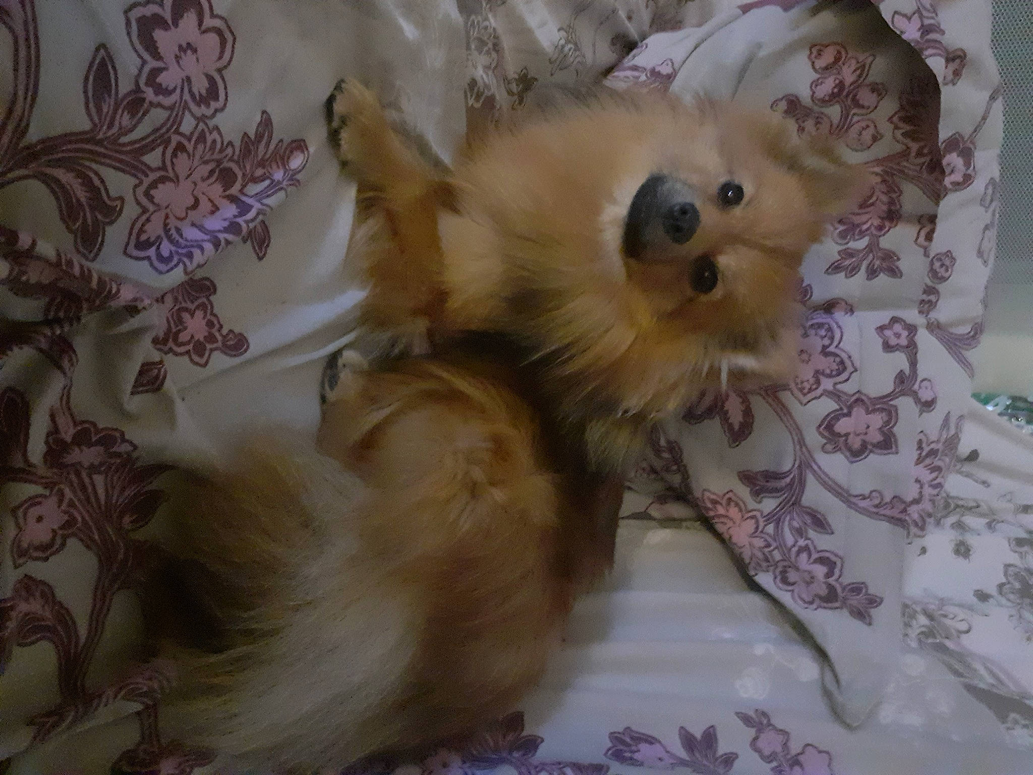 Phélya a rejoint le concours — aidez-le/la à gagner de superbes lots ! canidae, carnivore, companion_dog, dog, dog_breed, fawn, fur, lavender, linens, liver, mammal, puppy, purple, snout, spitz, sporting_group, toy_dog, violet, wallpaper, working_animal